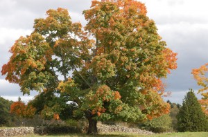 Fall 2012